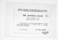 Ascochyta aesculi image